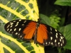 African monarch (Danaus chrysippus)