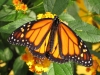 Monarch (Danaus plexippus)