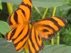 Banded orange (Dryadula phaetusa)
