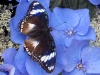 Great eggfly bolina (Hypolimnas bolina)