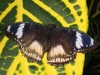Great eggfly bolina (Hypolimnas bolina)