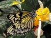 Rice paper butterfly (Idea leucone)