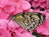 Rice paper butterfly (Idea leucone)