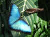 Blue morpho (Morpho helenor)