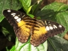 Clipper (Parthenos sylvia)