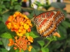 Clipper (Parthenos sylvia), at a guess
