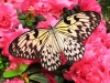 Rice paper butterfly (Idea leucone)