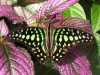 Tailed jay (Graphium agamemnon)