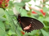 Transandean cattleheart (Parides iphidamas)