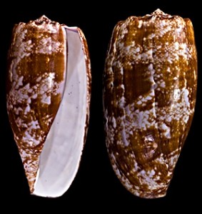 Conus geographicus, cone snail shell